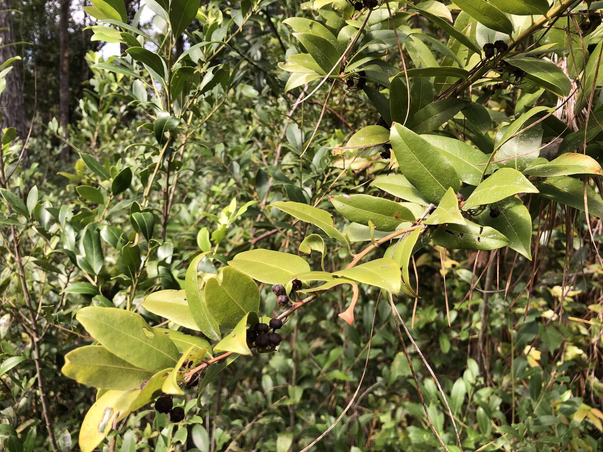 Image of Florida hobblebush