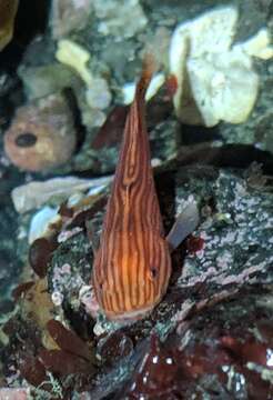 Image of Slimy snailfish