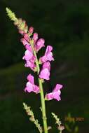 Plancia ëd Antirrhinum controversum Pau