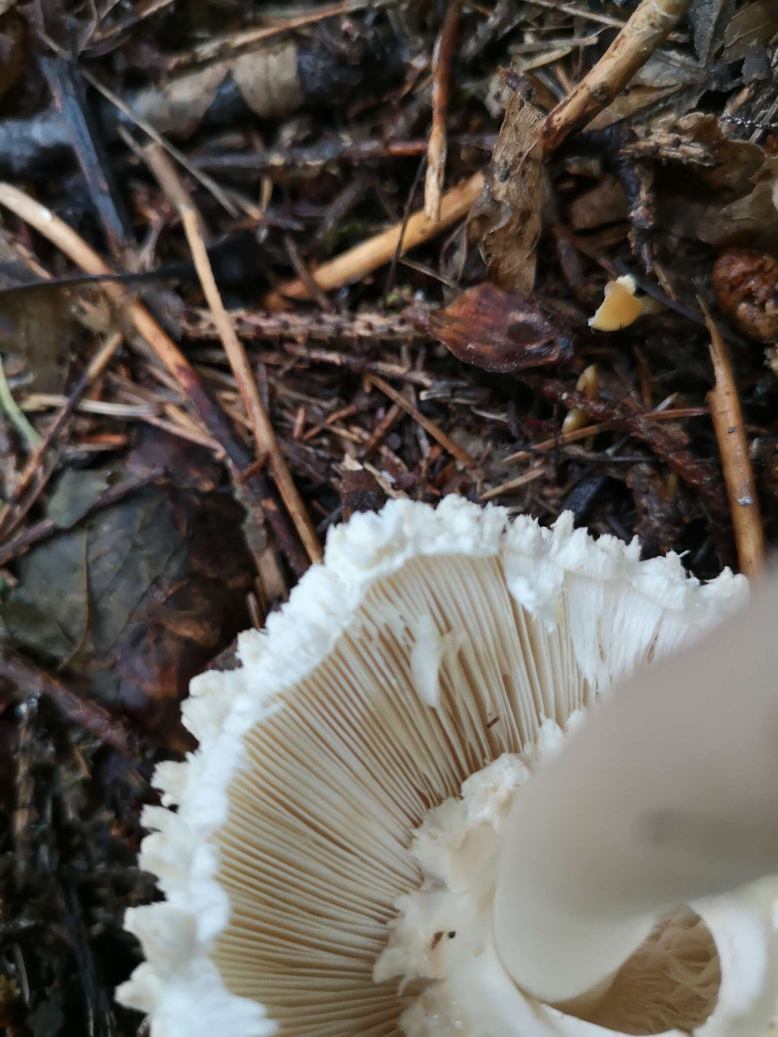 Image of Leucoagaricus nympharum (Kalchbr.) Bon 1977