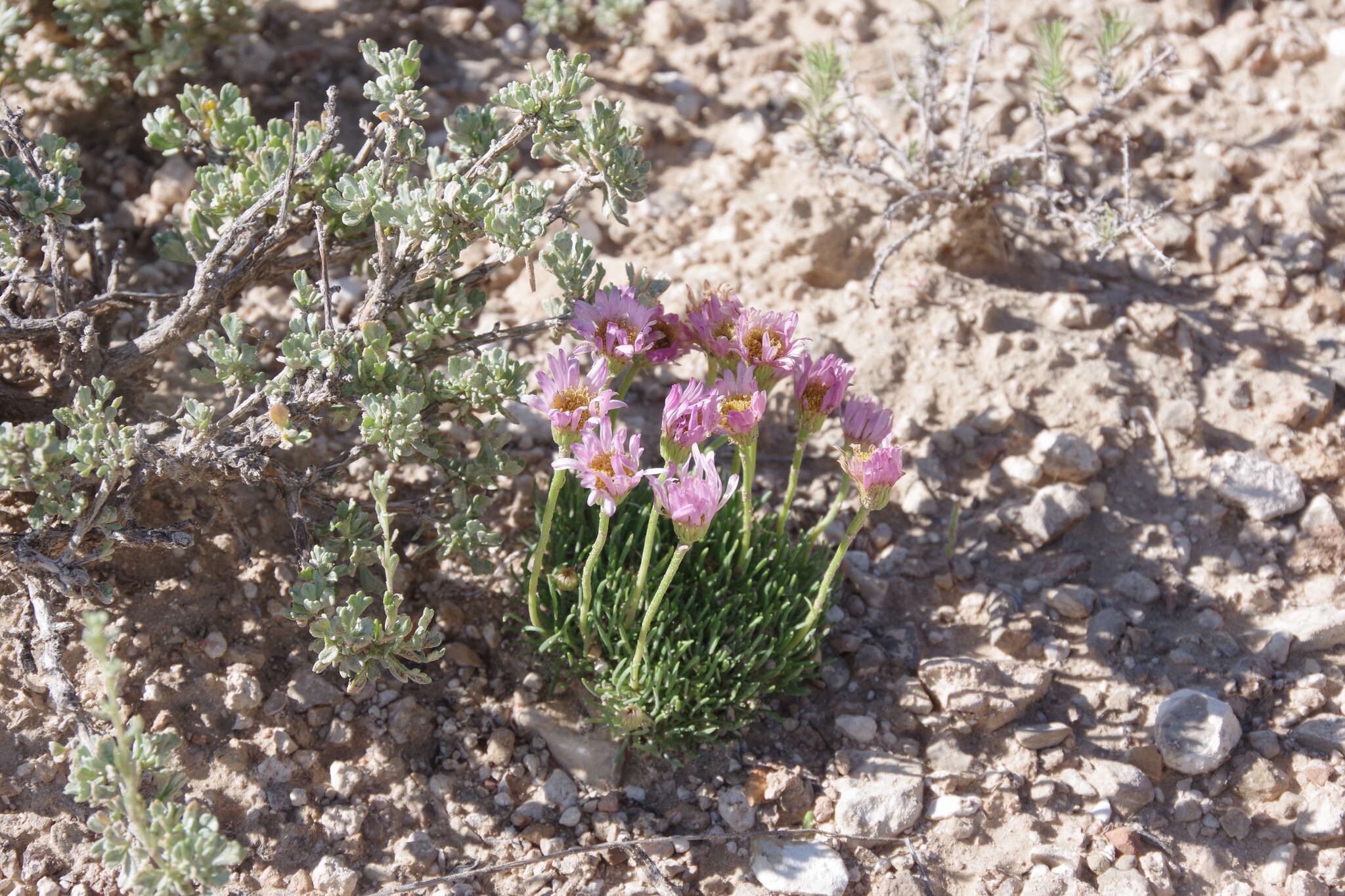 Слика од Erigeron compactus Blake