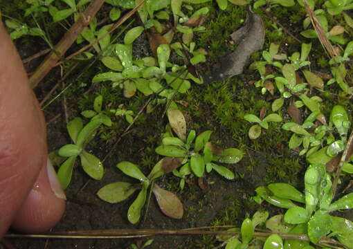 Image of trichostomum moss