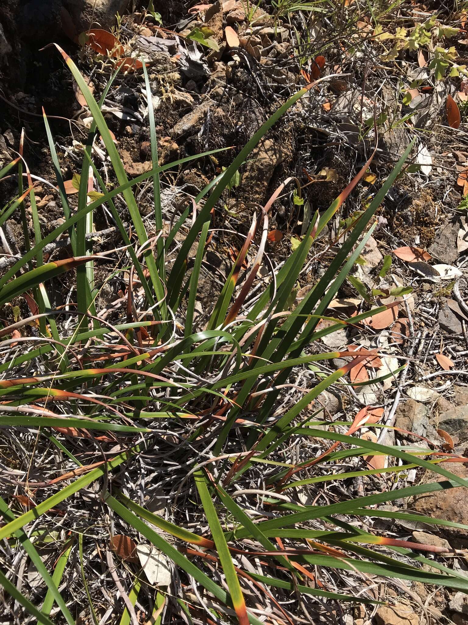 Image of Siskiyou iris