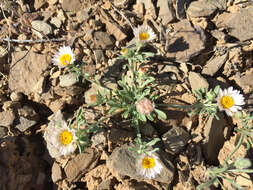 Image of annual Townsend daisy