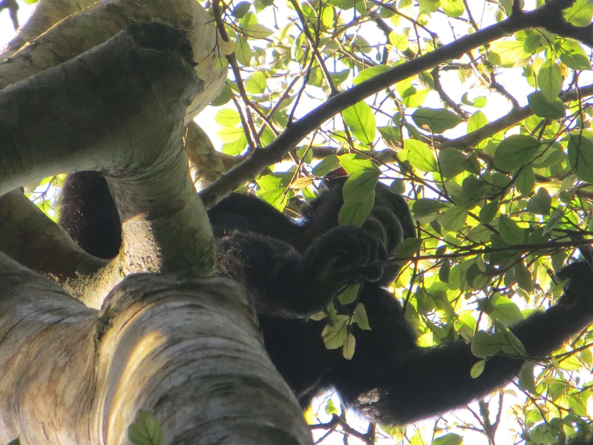 Image of Eastern Chimpanzee