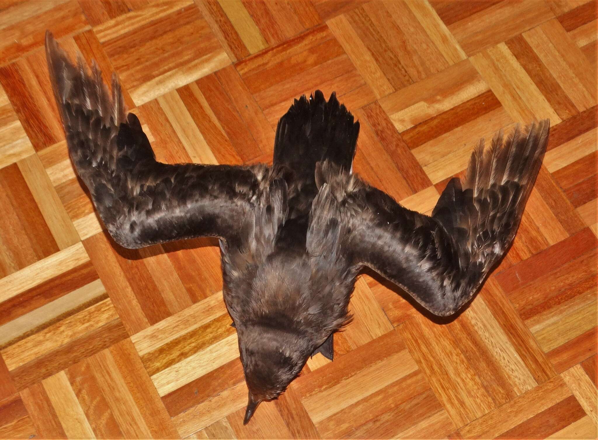 Image of Great-winged Petrel