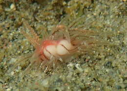 Image of Cumanotus fernaldi T. E. Thompson & G. H. Brown 1984