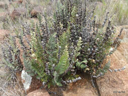 Plancia ëd Cheilanthes eckloniana (Kunze) Mett.