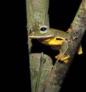 Image of Double-spotted Red-webbed Tree Frog