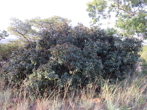 Image of Transvaal milk plum