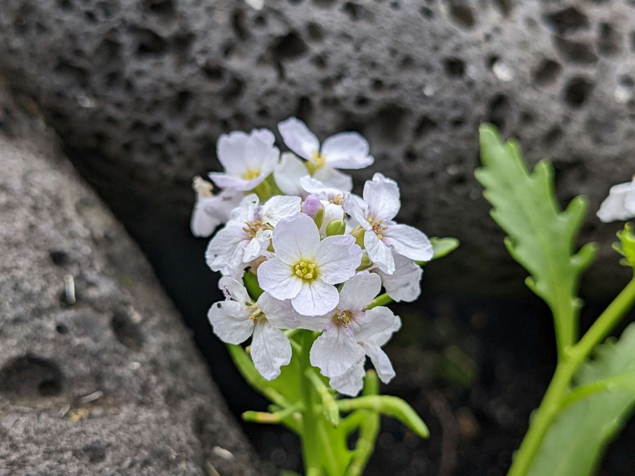 صورة Cakile maritima subsp. islandica (Gand.) Elven