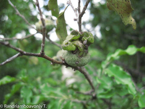 Image de Diospyros occlusa H. Perrier