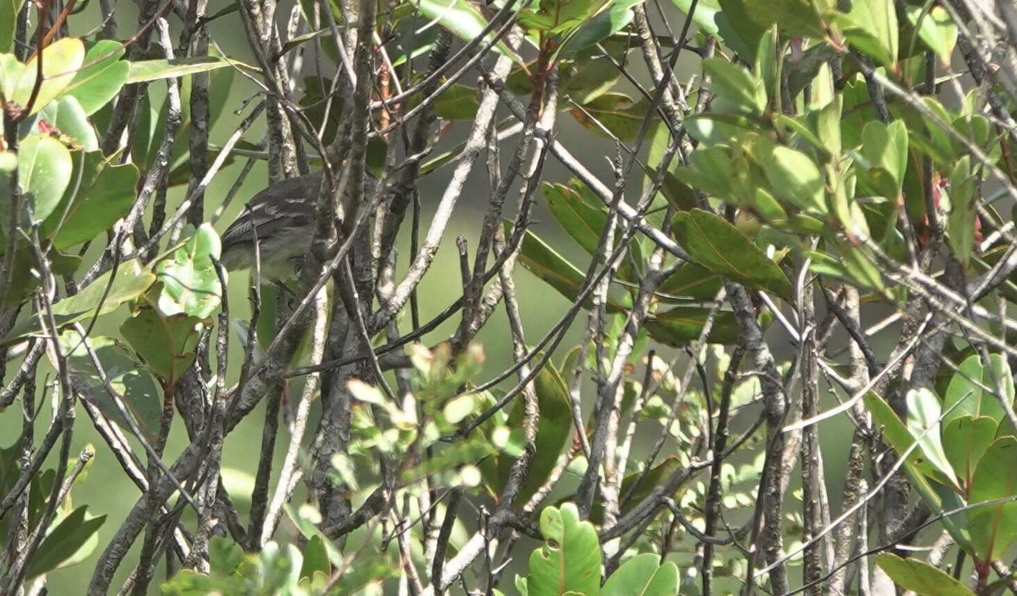 Image of Rufous-crowned Elaenia