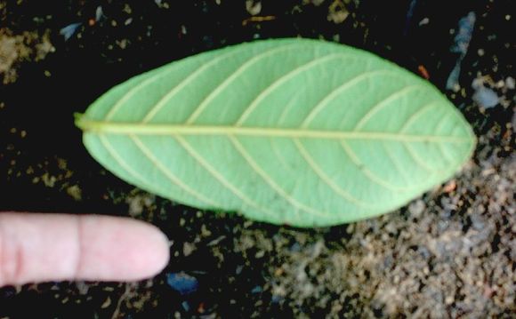 539.mhpac biobot00847 bb004518 1244135844 jpg.580x360