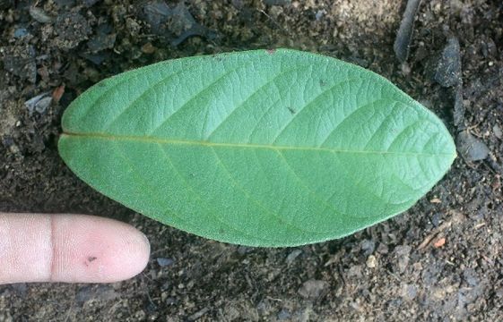 539.mhpac biobot00847 bb004519 1244135790 jpg.580x360