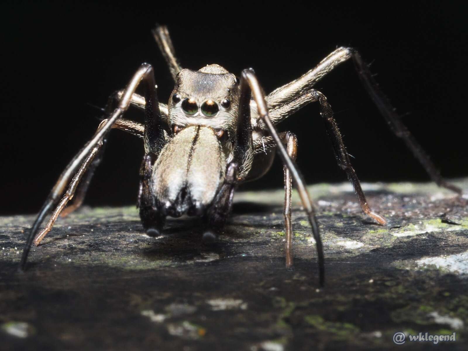 Image of Toxeus magnus (Saito 1933)