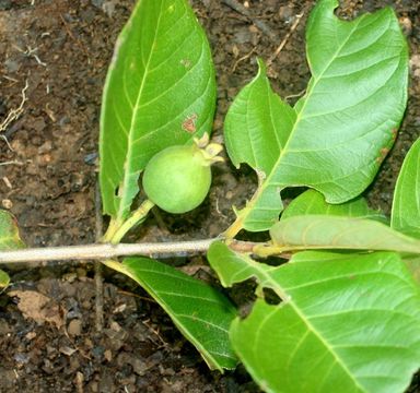 539.mhpac biobot00848 bb004522 1244145670 jpg.580x360