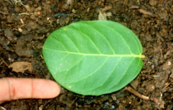 539.mhpac biobot00848 bb004523 1244145630 jpg.580x360