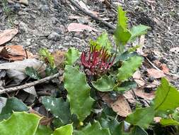 Image of Grevillea repens F. Müll.