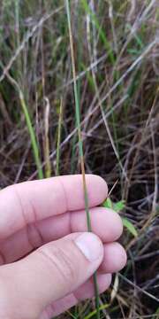 Image of Gulf Dune Crown Grass