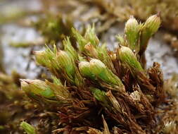 Image of Orthotrichum patens Bruch & Bridel 1827