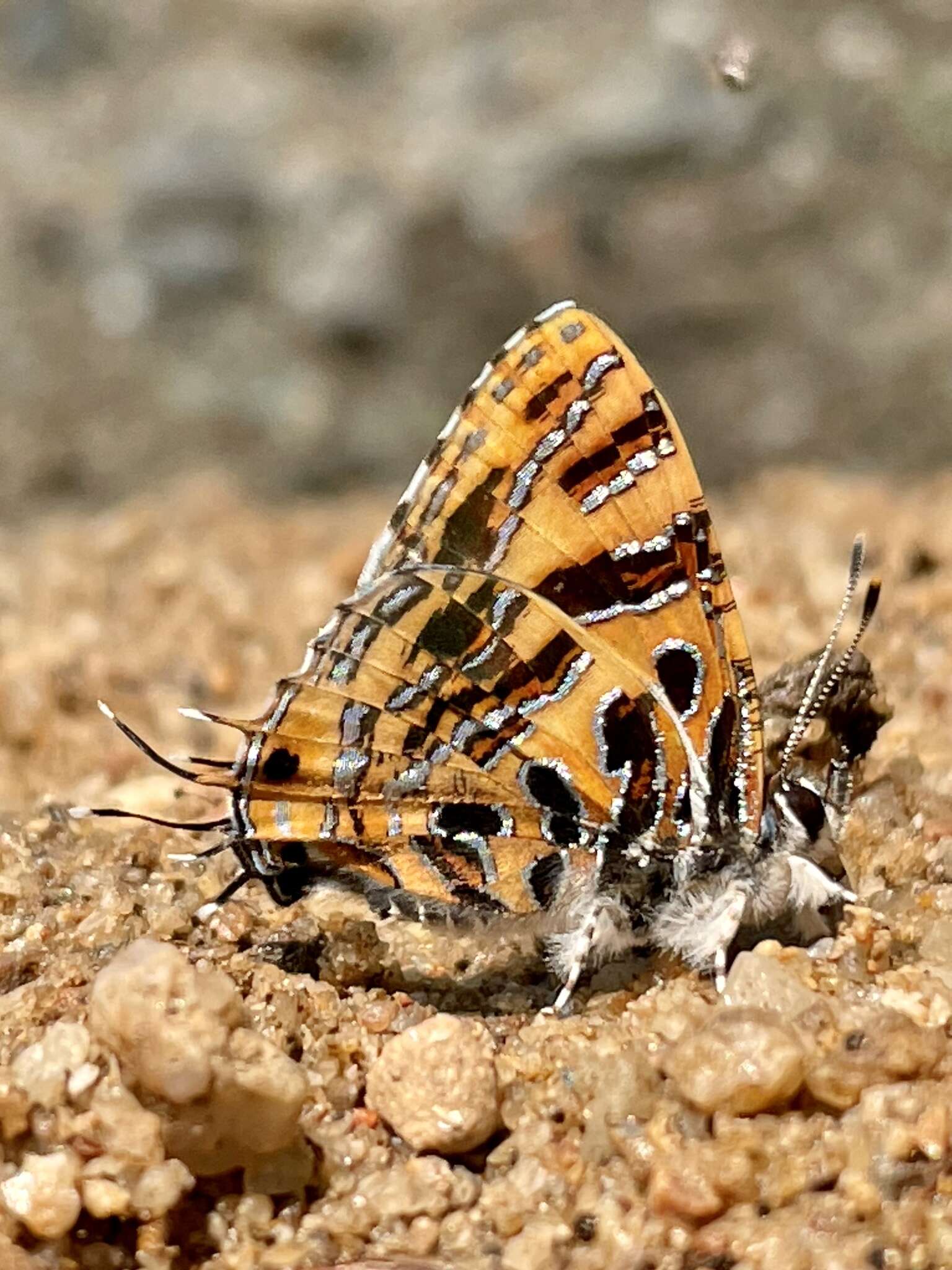 Sivun Catapaecilma subochrea kuva