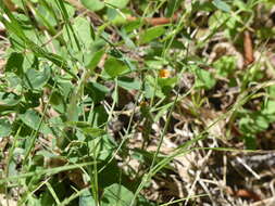 Lathyrus sulphureus A. Gray resmi