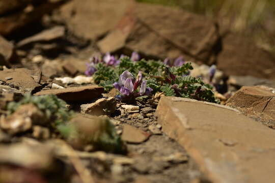 Image of Oxytropis helvetica Scheele