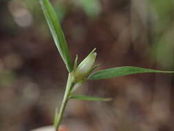 Image of Nastus perrieri A. Camus