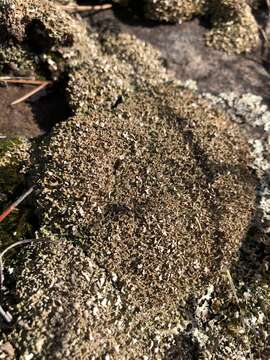 Image of cup lichen