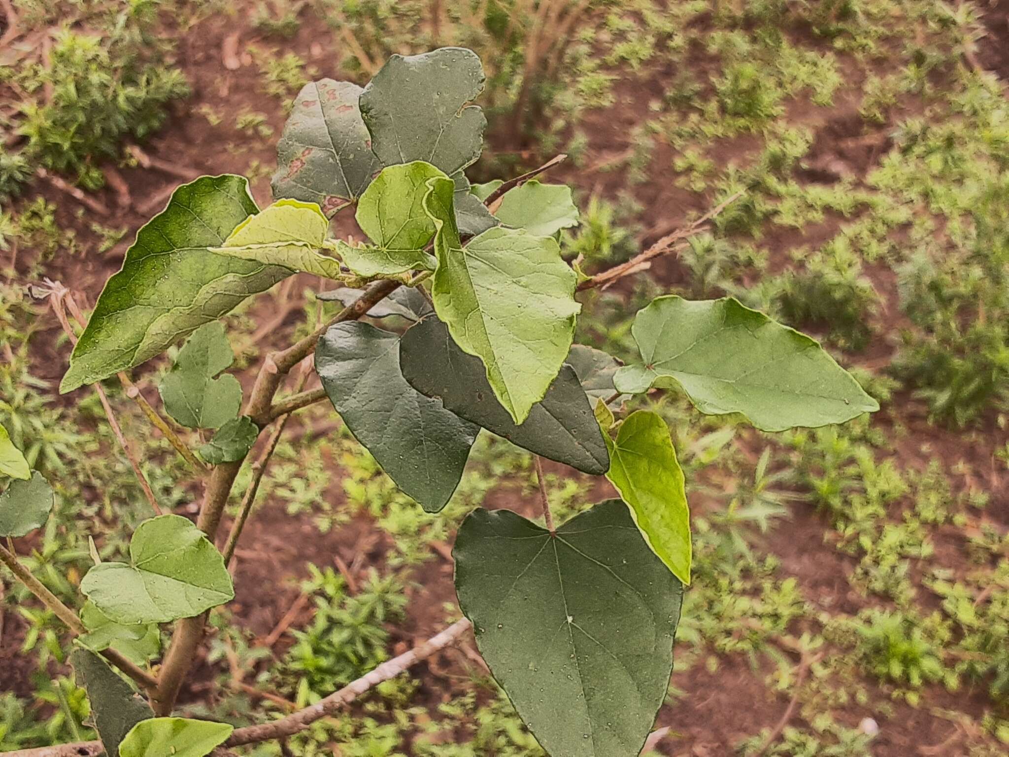 Image de Wissadula parvifolia Fryxell