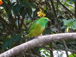 Image of Blue-naped Chlorophonia