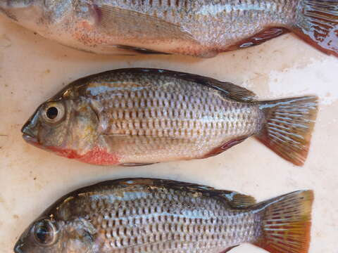 Image of Redbreast tilapia