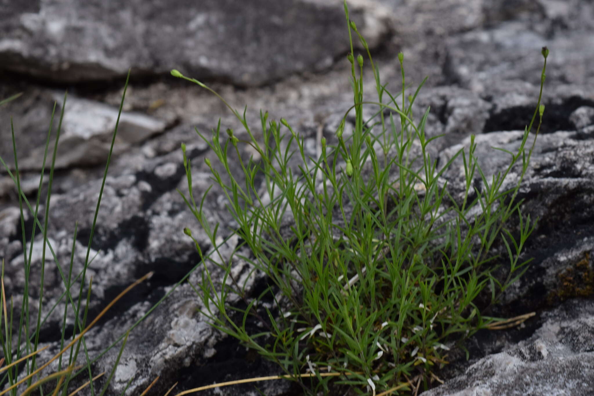 Image of Silene saxifraga L.