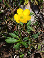 Image of Ranunculus montanus Willd.