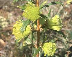 Imagem de Banksia polycephala (Benth.) A. R. Mast & K. R. Thiele