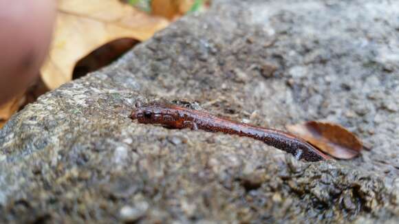 Image of Northern Zigzag Salamander