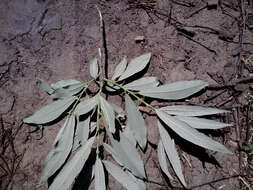 Image de Salix viminalis var. gmelinii (Pall.) Andersson