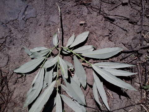 Image of Salix viminalis var. gmelinii (Pall.) Andersson