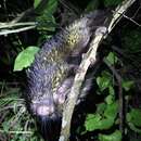 Image of Bicolor-spined Porcupine