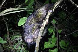 Image of Bicolor-spined Porcupine