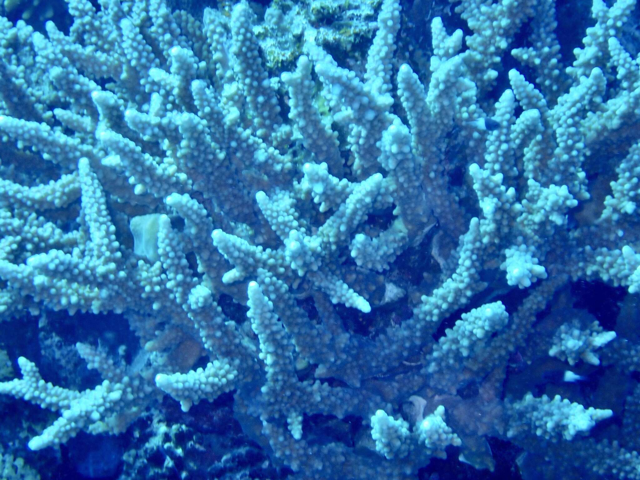 Image of Acropora hemprichii (Ehrenberg 1834)