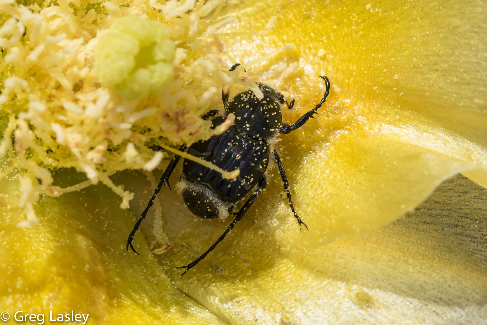 Image of Texas Flower Scarab