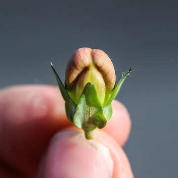 Plancia ëd Linaria dalmatica subsp. dalmatica