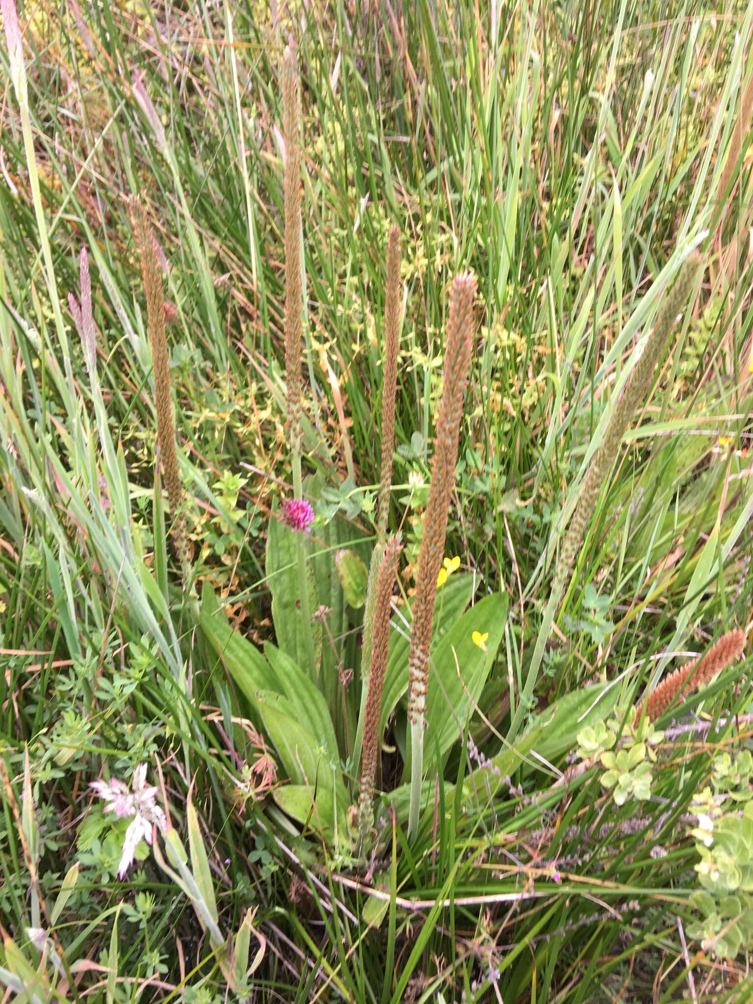 Image of tall coastal plantain