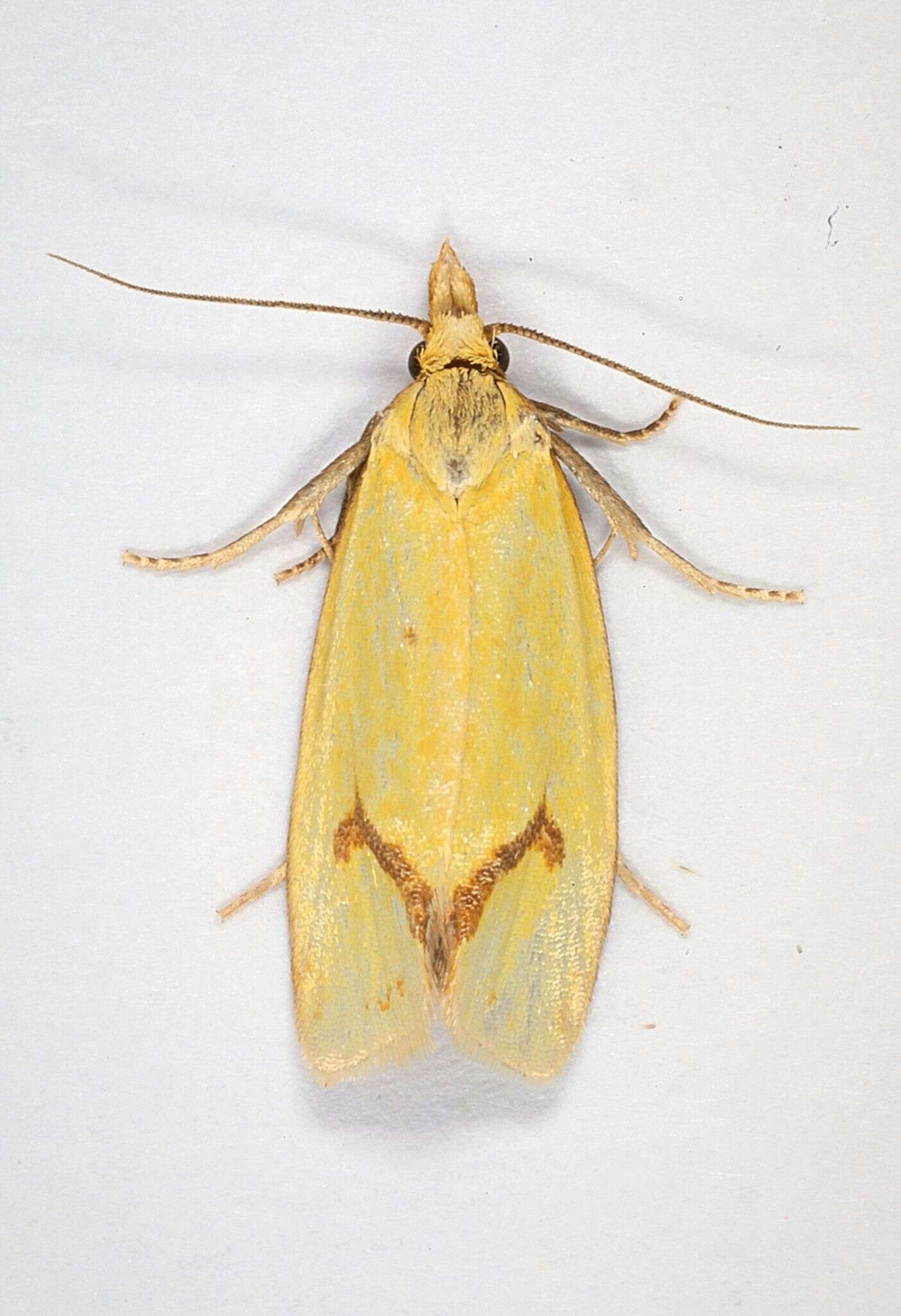 Image of Agapeta