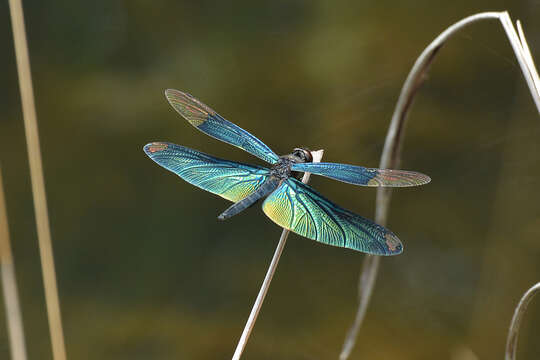 Image of Butterfly Dragonfly