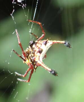 Imagem de Gasteracantha clavatrix (Walckenaer 1841)