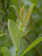 Salix starkeana Willd. resmi