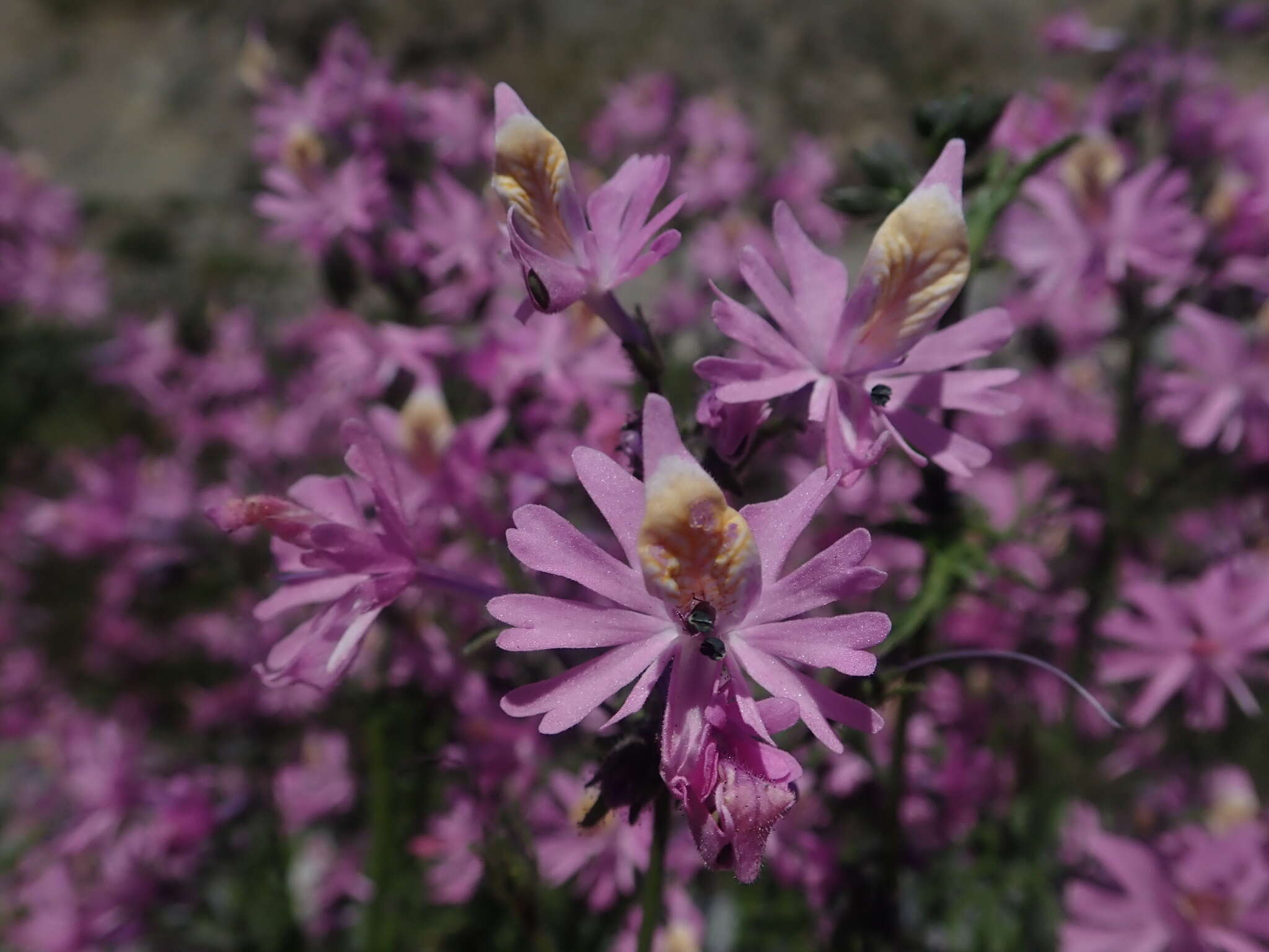 Image of Schizanthus hookeri Gill. ex R. Grah.